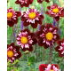 Dalia - Joyful Investment - GIGA paczka! - 50 szt.