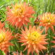 Dalia - Karma Corona - GIGA paczka! - 50 szt.