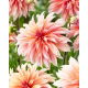 Dalia - Labyrinth - GIGA paczka! - 50 szt.