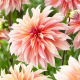 Dalia - Labyrinth - GIGA paczka! - 50 szt.