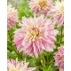 Dalia - Labyrinth Twotone - GIGA paczka! - 50 szt.