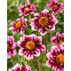 Dalia - Liquid Desire - GIGA paczka! - 50 szt.