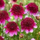 Dalia - Missis Abigail