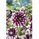 Dalia - Mystery Day - GIGA paczka! - 50 szt.