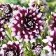 Dalia - Mystery Day - GIGA paczka! - 50 szt.