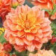 Dalia - Nonette