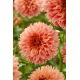 Dalia - Orange Fubuki - duża paczka! - 10 szt.