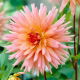 Dalia - Preference - GIGA paczka! - 50 szt.