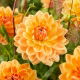 Dalia - Rancho