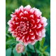 Dalia - Red and White Fubuki - GIGA paczka! - 50 szt.