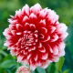 Dalia - Red and White Fubuki