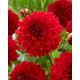 Dalia - Red Fubuki - GIGA paczka! - 50 szt.