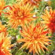 Dalia - Striped Vulcan