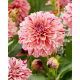 Dalia - Sturm 7981