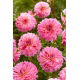 Dalia - Tropical - GIGA paczka! - 50 szt.