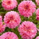 Dalia - Tropical - GIGA paczka! - 50 szt.