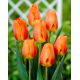 Tulipan Lighting Sun - 5 szt.