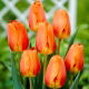 Tulipan Lighting Sun - 5 szt.