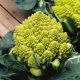 Kalafior Romanesco Natalino - o róży zielonej