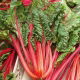 Burak liściowy Rhubarb Chard - czerwony