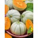 Melon Charentais - cukrowy