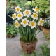 Narcyz Flower Record - GIGA paczka! - 250 szt.