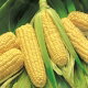 Kukurydza cukrowa Złota Karłowa - 500 gram