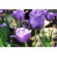 Tulipan niebieski - Blue - GIGA paczka! - 250 szt.