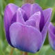 Tulipan niebieski - Blue - GIGA paczka! - 250 szt.
