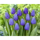 Tulipan niebieski - Blue - 5 szt.