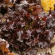 Sałata Red Salad Bowl - dębolistna