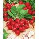 Rzodkiewka Cherry Belle   (czerwona) - b. wczesna - 100 g