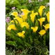Calla Sunclub - GIGA paczka! - 50 szt.