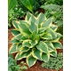 Funkia - Hosta Anne - duża paczka! - 10 szt.