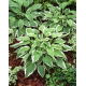 Funkia - Hosta Antioch - duża paczka! - 10 szt.