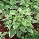 Funkia - Hosta Antioch - GIGA paczka! - 50 szt.