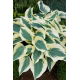 Funkia - Hosta Fim Line