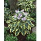 Funkia - Hosta Wide Brim - duża paczka! - 10 szt.