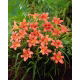 Liliowiec Pink Damask - GIGA paczka! - 50 szt.