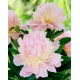Piwonia, Paeonia - Angel Cheeks - sadzonka