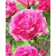 Piwonia, Paeonia - The Fawn - sadzonka