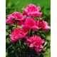 Piwonia, Paeonia - Barbara - sadzonka
