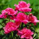 Piwonia, Paeonia - Barbara - sadzonka