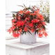 Begonia boliwijska - Bertini Santa Cruz