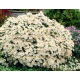 Aster krzaczasty - Apollo - GIGA paczka! - 50 szt.