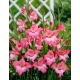 Mieczyk Charming Beauty - GIGA paczka! - 250 szt.