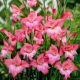 Mieczyk Charming Beauty - GIGA paczka! - 250 szt.