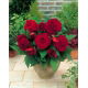 Begonia pełna - ciemnoczerwona - 2 szt.