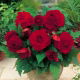 Begonia pełna - ciemnoczerwona - 2 szt.