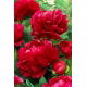 Piwonia, Paeonia - Bockstoce - sadzonka - duża paczka! - 10 szt.